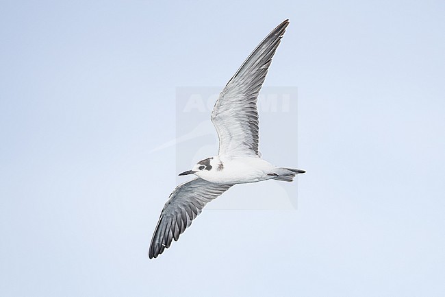 Zwarte Stern, Black Tern, Chlidonias niger juvenile flying under stock-image by Agami/Menno van Duijn,