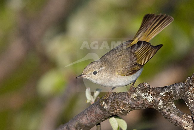 Western Bonelli's Warbler (Phylloscopus Bonelli), adult perched on a branch, Abruzzo, Italy stock-image by Agami/Saverio Gatto,