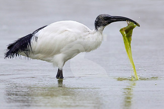 Heilige Ibis; Sacred Ibis stock-image by Agami/Daniele Occhiato,