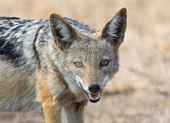Zadeljakhals close-up; Black-backed Jackal close up stock-image by Agami/Marc Guyt,