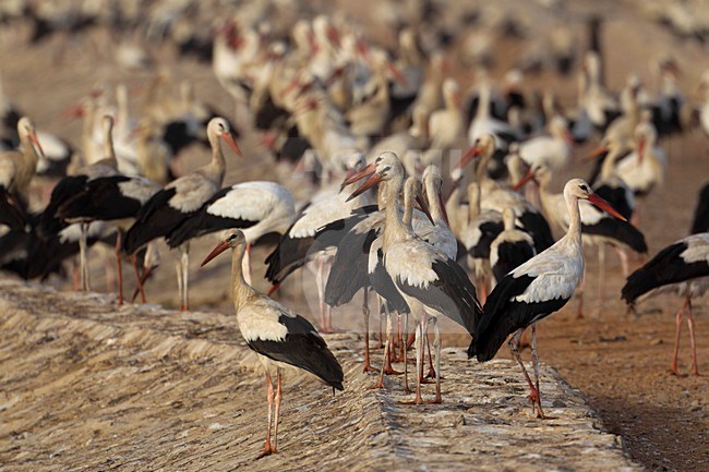 Groep rustende Ooievaars; Group of resting White Stork stock-image by Agami/Daniele Occhiato,