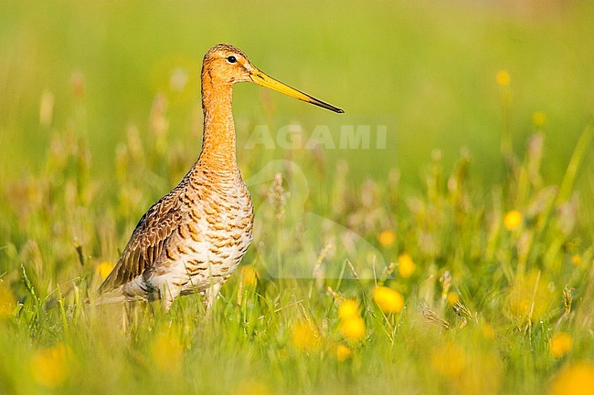 Grutto, Black-tailed Godwit stock-image by Agami/Menno van Duijn,