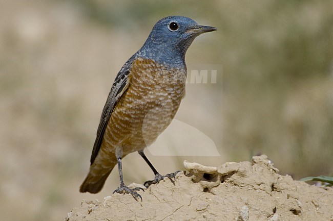Rufous-tailed Rock Thrush male summerplumage Israel, Rode Rotslijster mannetje zomerkleed Israel stock-image by Agami/Daniele Occhiato,