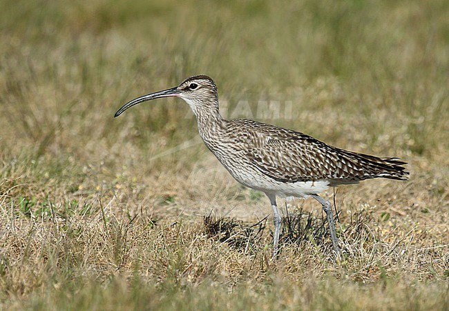 Whimbrel (Numenius phaeopus) standing in a field in the Netherlands stock-image by Agami/Fred Visscher,