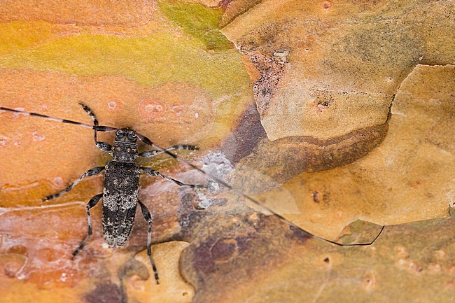 Image of a Acanthocinus griseus in a woodland in eastern Russia (Baikal). This is a species of longhorn beetle of the subfamily Lamiinae. stock-image by Agami/Ralph Martin,