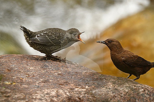 Brown Dipper (Cinclus pallasii) feeding her chick at a stream in the lower mountains of Tien Shan, Kazachstan stock-image by Agami/Eduard Sangster,