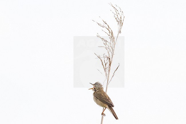 Bosrietzanger, Marsh Warbler, Acrocephalus palustris male singing from reed stock-image by Agami/Menno van Duijn,