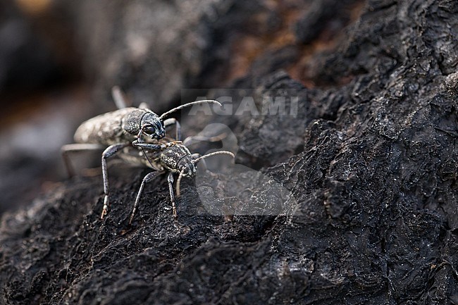 Xylotrechus rusticus - Dunkler Holzklafterbock, Russia (Baikal), imago, pair, copulating stock-image by Agami/Ralph Martin,