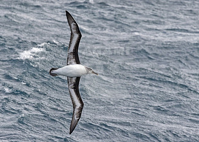 Grey-headed albatross (Thalassarche chrysostoma) between South Georgia and the Falkland islands. stock-image by Agami/Pete Morris,