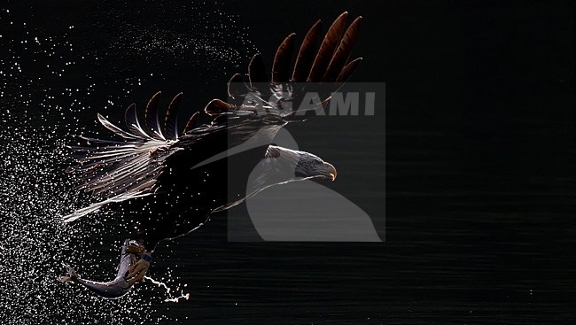 Adult White-tailed Eagle (Haliaeetus albicilla) in flight in a fjord in north Norway. Active hunting for fish. stock-image by Agami/Markus Varesvuo,