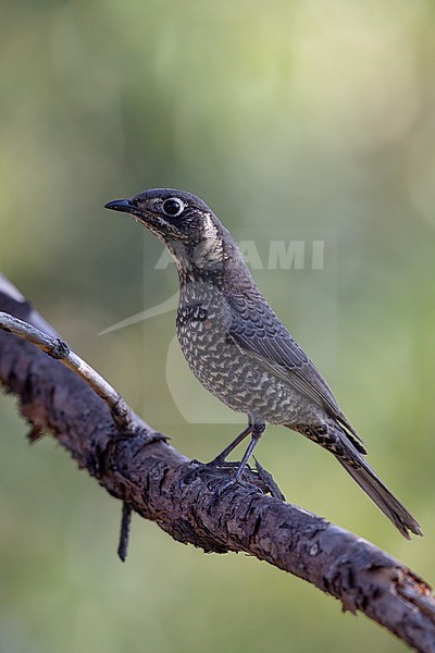 Adutl female Chestnut-bellied Rock Thrush (Monticola rufiventris) perched at Doi Lang, Thailand stock-image by Agami/Helge Sorensen,