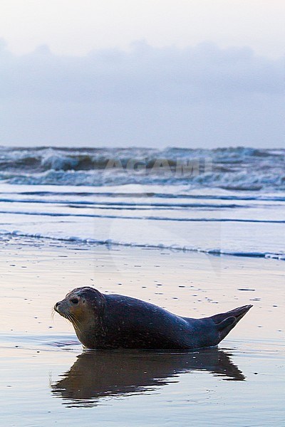 Common Seal, Phoca vitulina, immature animal resting on the beach with high tide at sunset during storm. Animal lying on the shoreline with reflection in the wet sand, vertical landscape stock-image by Agami/Menno van Duijn,