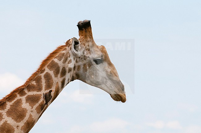 A male southern giraffe, with a yellow-billed oxpecker, Buphagus africanus, on its neck. Khwai Concession Area, Okavango, Botswana. stock-image by Agami/Sergio Pitamitz,
