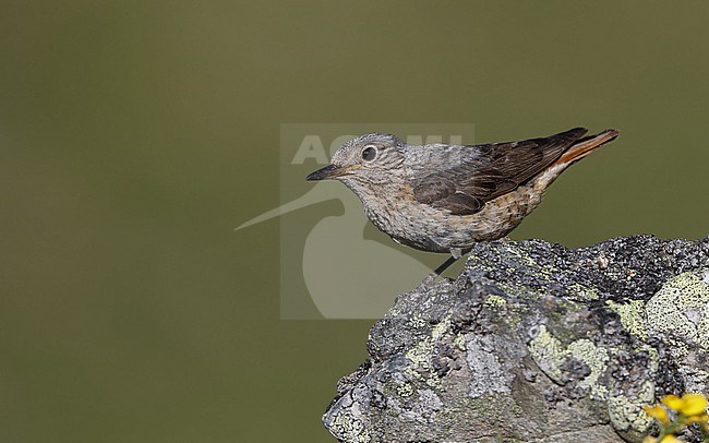 Adult female Common Rock Thrush (Monticola saxatilis) perched on a rock at the Cantabrian Mountains, Castillia y Leon, Spain stock-image by Agami/Helge Sorensen,