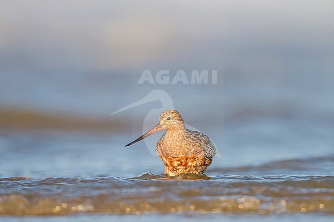 Rosse Grutto, Bar-tailed Godwit, Limosa lapponica on spring migration with stopover at north sea beach stock-image by Agami/Menno van Duijn,