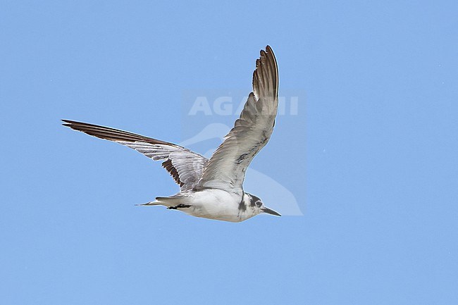 Black Tern (Chlidonias niger) in flight, 1st historical record for Botswana stock-image by Agami/Tomas Grim,