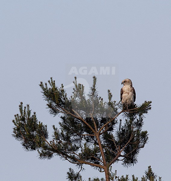 2cy Short-toed Eagle (Circaetus gallicus) resting in tree at Sallandse Heuvelrug in The Netherlands stock-image by Agami/Edwin Winkel,