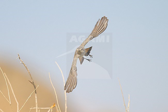 Red-tailed Wheatear (Oenanthe chrysopygia) flying, in Oman. stock-image by Agami/Sylvain Reyt,