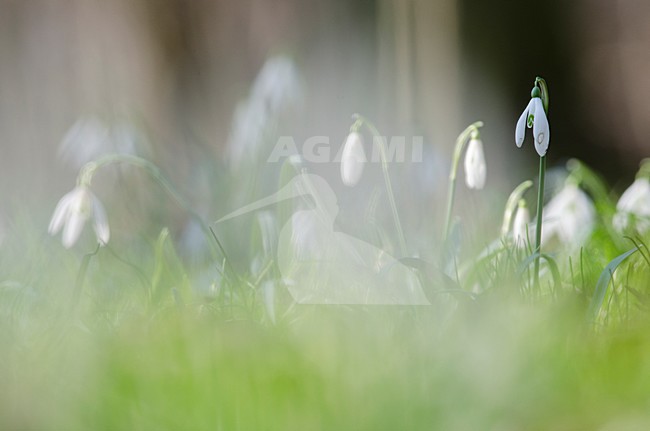  stock-image by Agami/Rob de Jong,