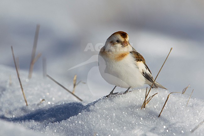 Sneeuwgors; Snow Bunting; Plectrophenax nivalis stock-image by Agami/Daniele Occhiato,