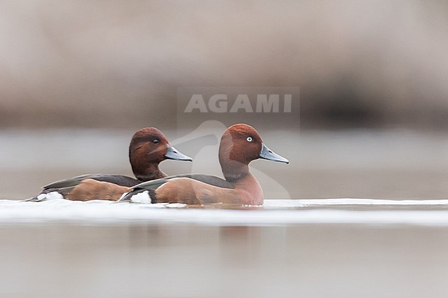 Ferruginous Duck - Moorente - Aythya nyroca, Spain (Andalucia), pair, adult stock-image by Agami/Ralph Martin,