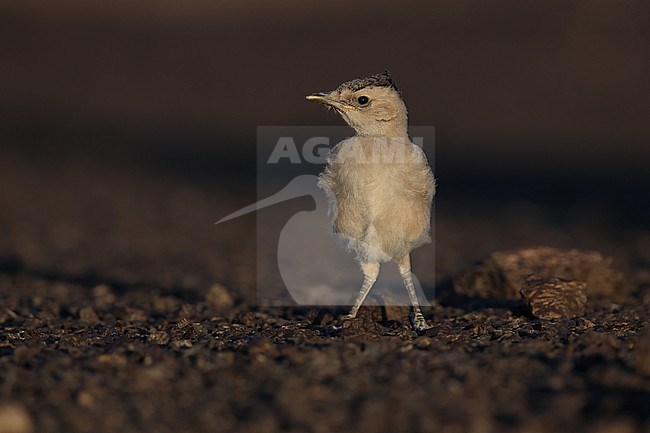 Juvenile Mongolian Ground-Jay or Henderson's Ground-Jay (Podoces hendersoni) on the rocky ground of the Govi desert stock-image by Agami/Mathias Putze,