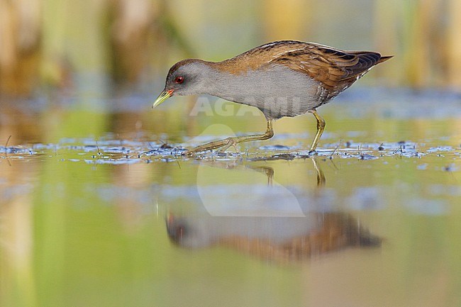 Little Crake (Porzana parva), side view of an adult male standing in the water, Campania, Italy stock-image by Agami/Saverio Gatto,