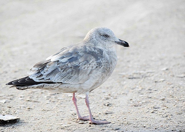 Second-winter Slaty-backed Gull (Larus schistisagus) wintering in harbour of Rauso Hokkaido in Japan. stock-image by Agami/Dani Lopez-Velasco,