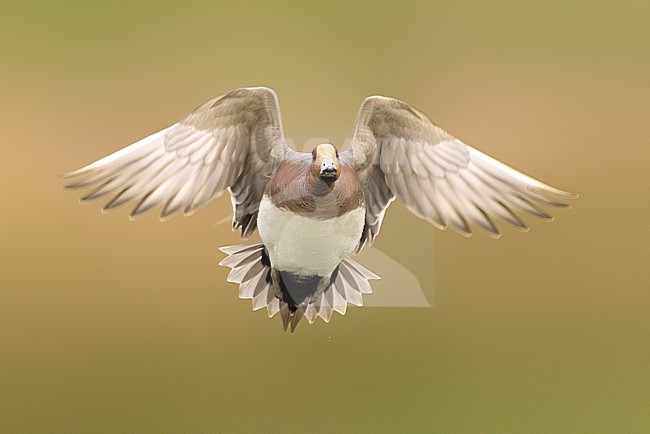 Male Eurasian Wigeon, Mareca penelope, in Italy. stock-image by Agami/Daniele Occhiato,