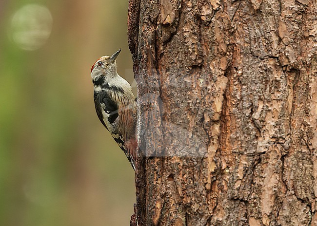 Middle spotted woodpecker (Leiopicus medius) in a tree stock-image by Agami/Lennart Verheuvel,