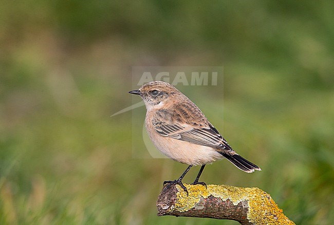 First-winter Siberian Stonechat (Saxicola maurus) on the Shetland Islands. stock-image by Agami/Hugh Harrop,