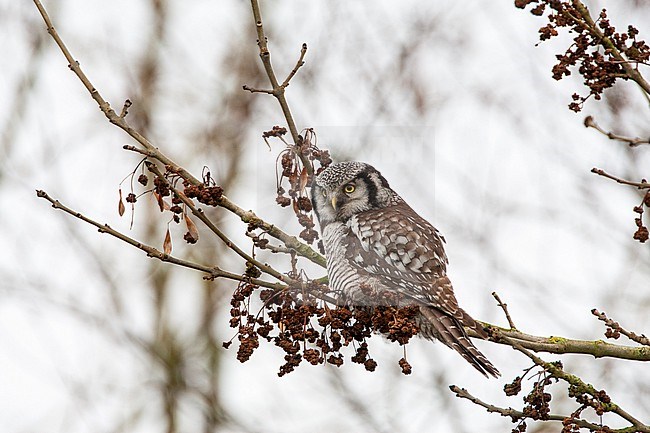 Northern Hawk Owl (Surnia ulula) wintering in Zwolle in the Netherlands. A very rare vagrant to Holland. stock-image by Agami/Marc Guyt,