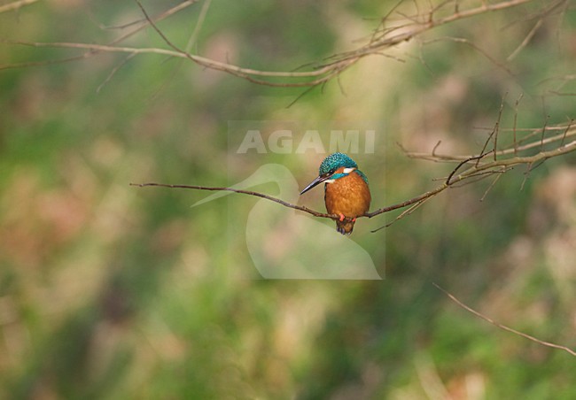 IJsvogel zittend op tak; Common Kingfisher perched on branch stock-image by Agami/Hans Gebuis,