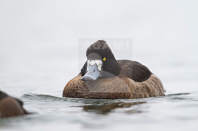 Tufted Duck - Reiherente - Aythya fuligula, Germany, adult female stock-image by Agami/Ralph Martin,