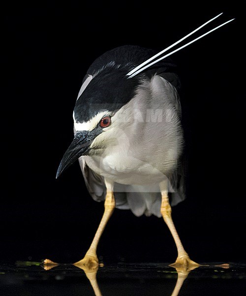 Black-crowned Night Heron (Nycticorax nycticorax) standing in shallow water during the night in Hungary. Looking down for fish to catch. stock-image by Agami/Marc Guyt,