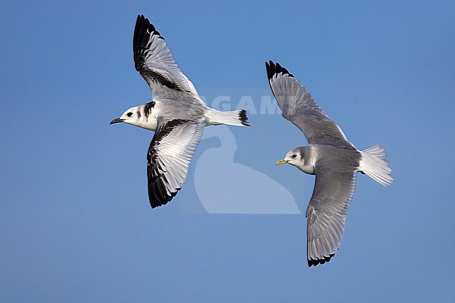 Black-legged Kittiwake, Rissa tridactyla, in Italy.  Immature (left) and adult in winter plumage. stock-image by Agami/Daniele Occhiato,