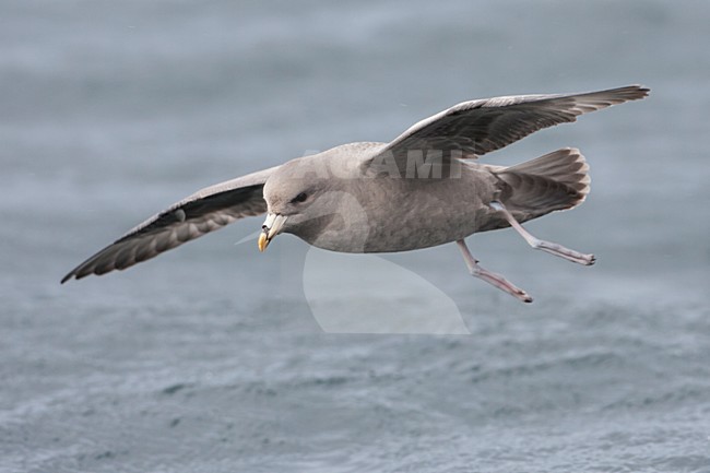 Pacific Northern Fulmar (Fulmarus glacialis rodgersii) in flight stock-image by Agami/Martijn Verdoes,