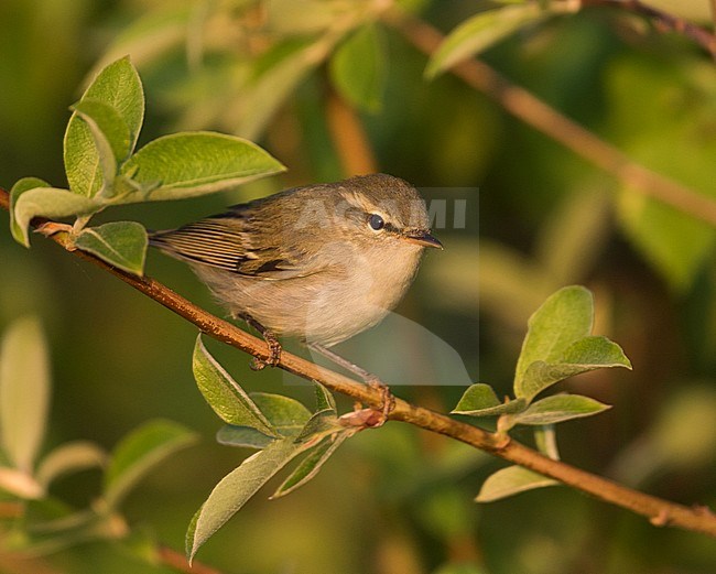 Two-barred Warbler (Phylloscopus plumbeitarsus), Russia (Baikal) adult stock-image by Agami/Ralph Martin,