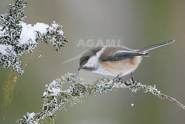 Bruinkopmees in winters landschap; Grey-headed Chickadee in winter setting stock-image by Agami/Markus Varesvuo,