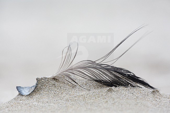 Washed-up bird feather, lying on the beach of the Wadden Island of Terschelling in the Netherlands. Wind blown and sand blasted. stock-image by Agami/Iolente Navarro,