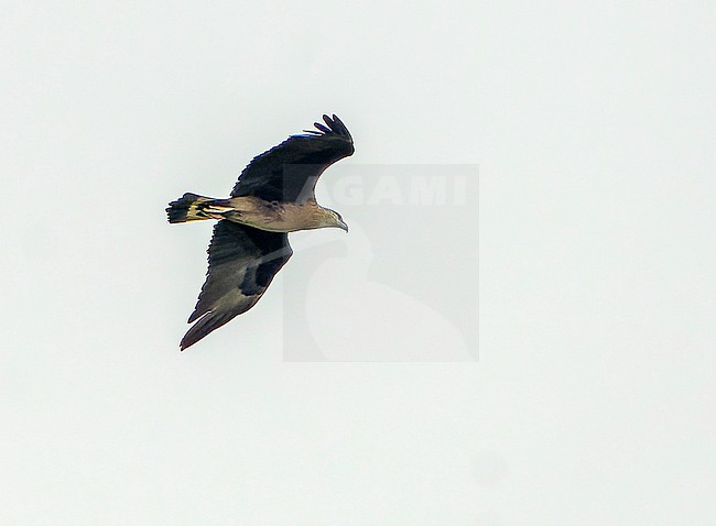 Endangered Pallas's fish eagle (Haliaeetus leucoryphus) stock-image by Agami/Dani Lopez-Velasco,