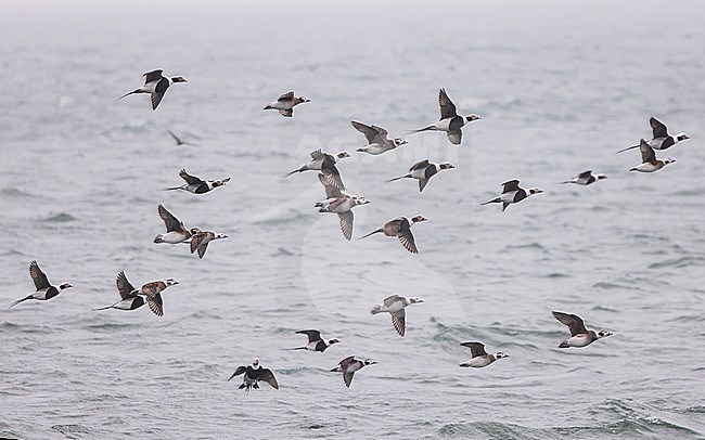 Large flock of Long-tailed Duck (Clangula hyemalis), male and female, winter plumage, in flight. stock-image by Agami/Lennart Verheuvel,