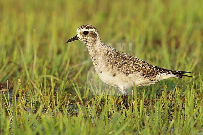 Adult American Golden Plover (Pluvialis dominica) in transition to breeding plumage. In wetland at Galveston County, Texas, United States. April 2016. stock-image by Agami/Brian E Small,