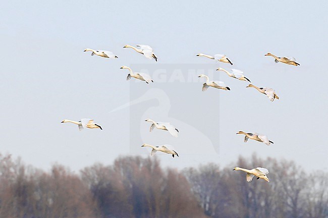 Flock of Bewick's Swans (Cygnus bewickii) landing on a field in the Netherlands during autumn. Just arrived from their breeding grounds. stock-image by Agami/Hans Gebuis,