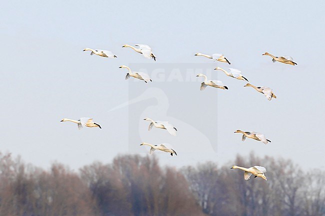 Flock of Bewick's Swans (Cygnus bewickii) landing on a field in the Netherlands during autumn. Just arrived from their breeding grounds. stock-image by Agami/Hans Gebuis,