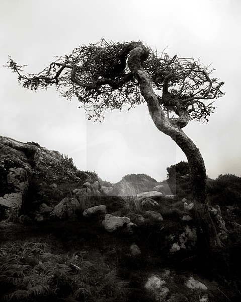 Boom in de mist, Tree in the mist, Connemara, Ierland / Ireland stock-image by Agami/Bas Haasnoot,
