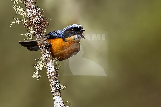 Birds of Peru, a Chestnut-bellied Mountain-tanager stock-image by Agami/Dubi Shapiro,