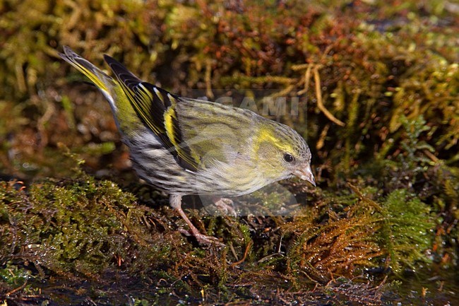 Vrouwtje Sijs op de grond; Female Eurasian Siskin perched on the ground stock-image by Agami/Daniele Occhiato,