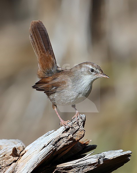 Cetti's warbler (Cettia cetti) taken the 19/03/2022 at Errachidia - Morroco stock-image by Agami/Aurélien Audevard,