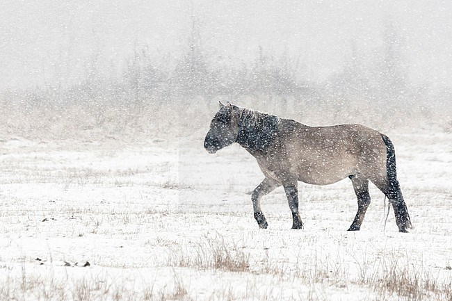 Konik Horse (Equus ferus) adult walking in heavy snowfall stock-image by Agami/Caroline Piek,